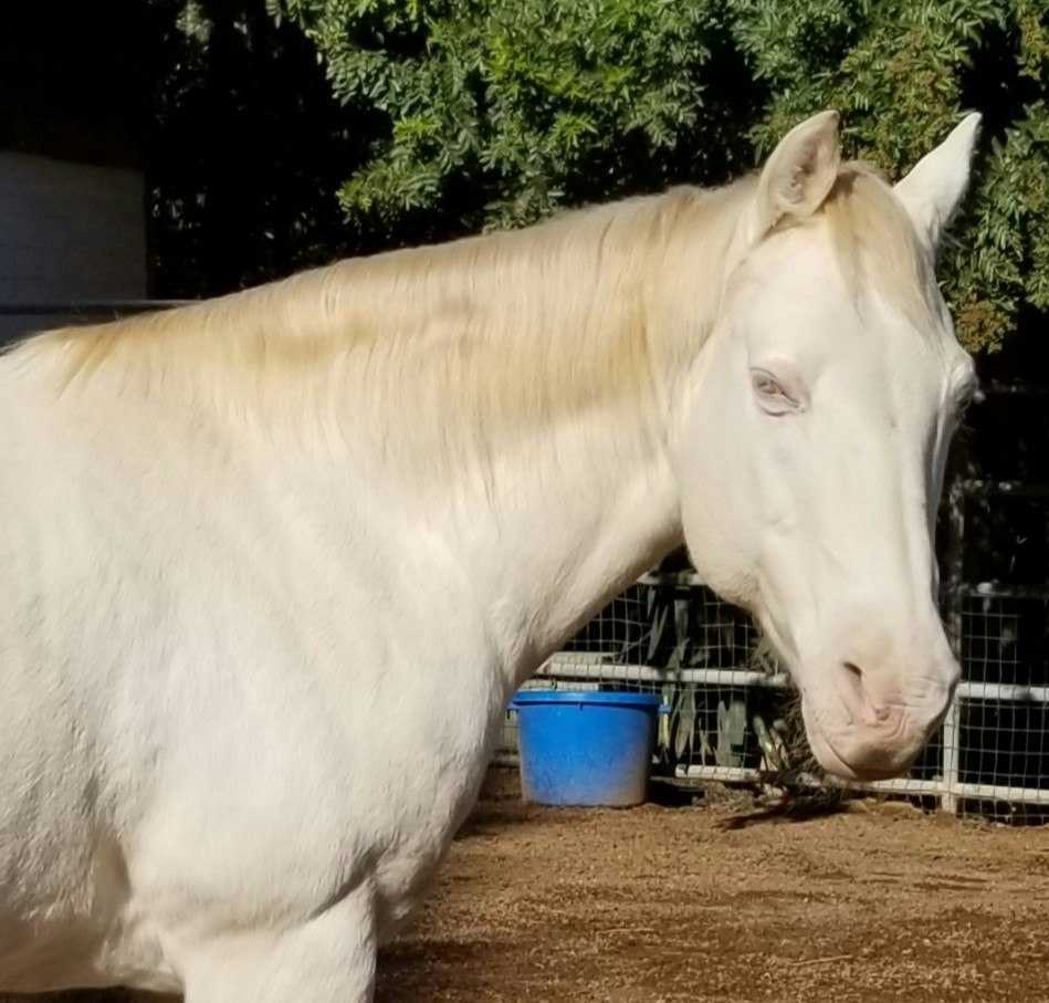 The image features a white horse with a pale mane, standing in an outdoor setting with greenery in the background.