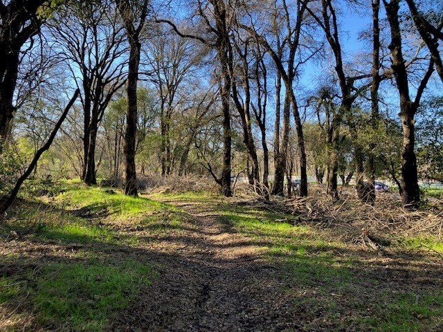 A peaceful wooded path surrounded by trees with trimmed branches and underbrush, stacked along the path
