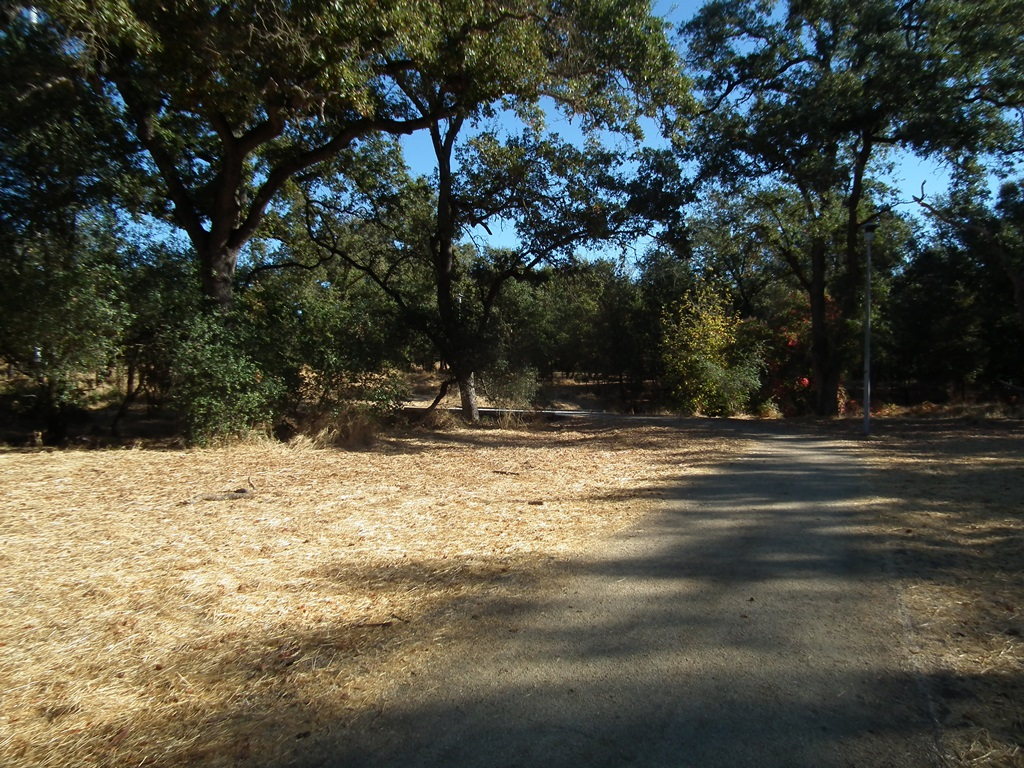 May contain: road, tree, plant, gravel, tree trunk, vegetation, grove, woodland, land, outdoors, nature, tarmac, ground, and soil