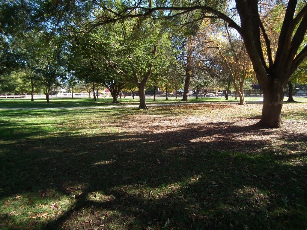 May contain: grass, park, outdoors, nature, plant, tree, tree trunk, grove, vegetation, woodland, land, and lawn