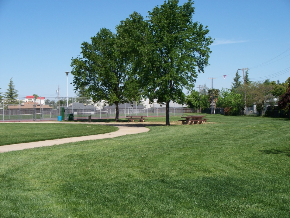 May contain: park, grass, nature, outdoors, plant, lawn, tree, backyard, yard, field, vegetation, sycamore, and oak