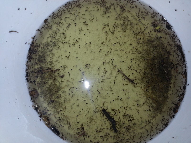 The image shows a 5 gallon bucket loaded with water and mosquito larvae.