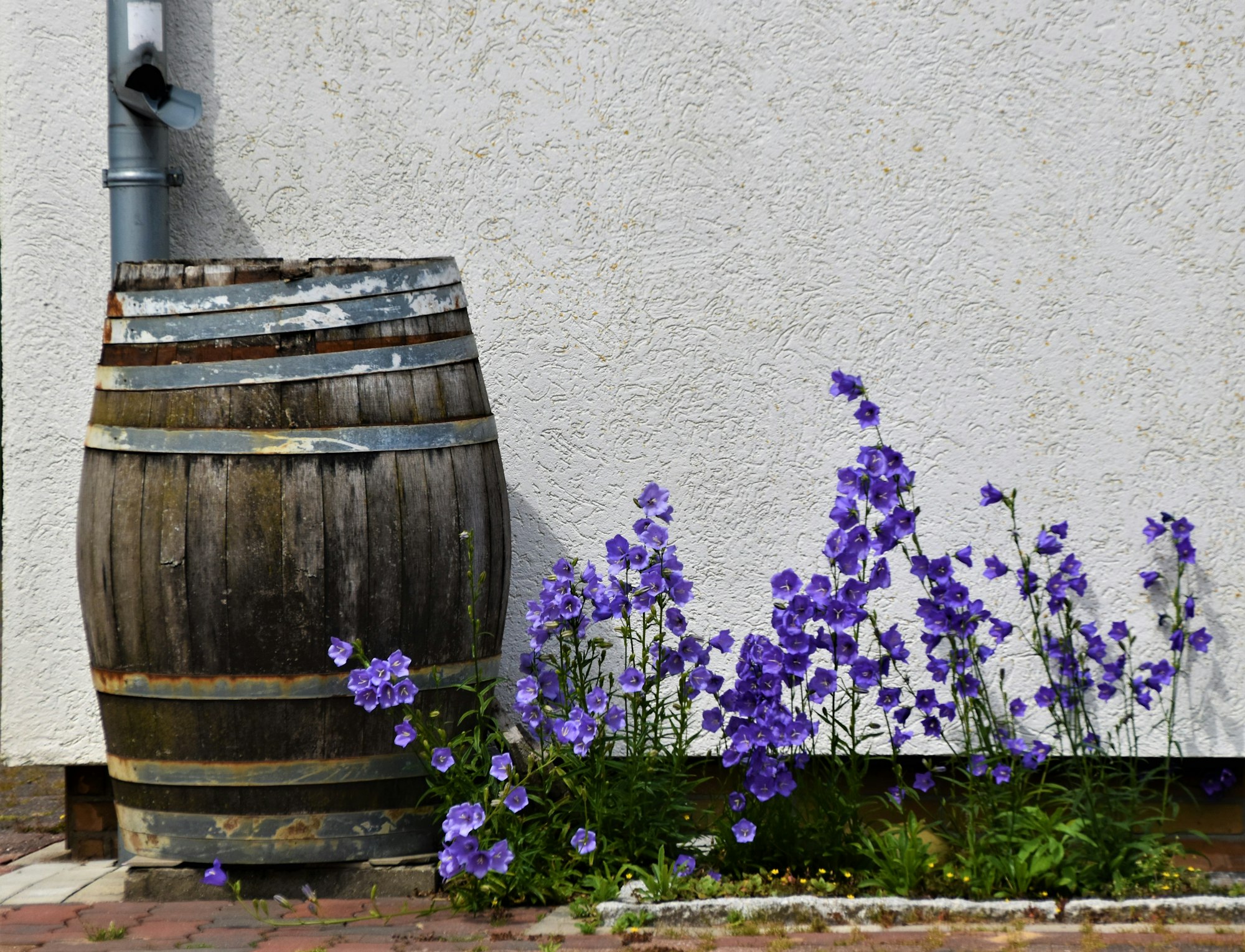 May contain: flower, geranium, and plant