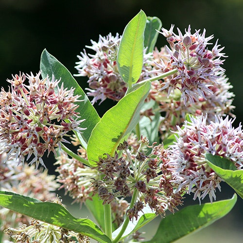 Clusters of pinkish-white flowers with prominent green leaves against a blurred background.