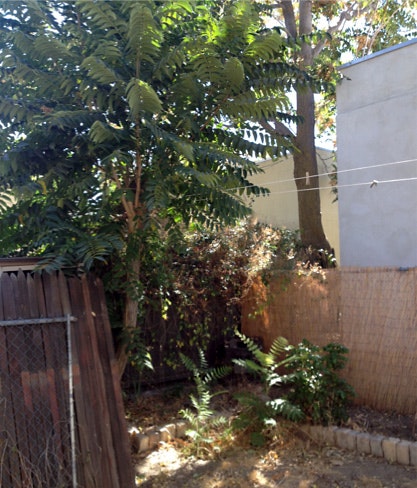 A backyard with trees, a wooden fence, wire fencing, and a concrete wall.