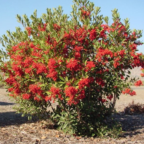 A lush green shrub with clusters of bright red berries.