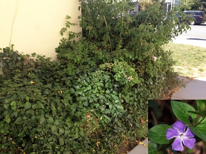 Shrubbery by a building and an inset of a purple flower.