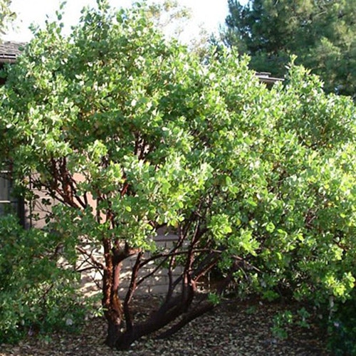 A lush green shrub with multiple stems, possibly in a garden.