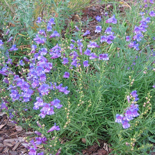 Purple flowers with green foliage.