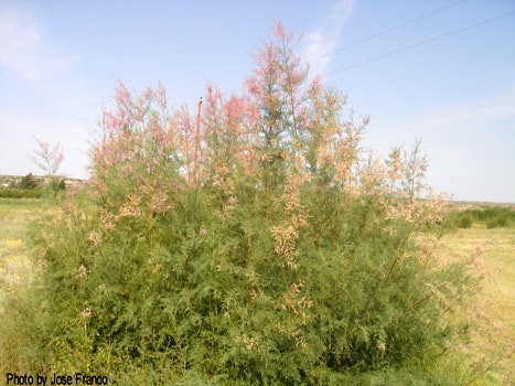 A large bush with green and reddish foliage under a clear sky.