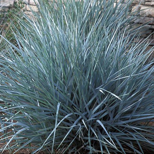 A dense clump of blue-green ornamental grass.