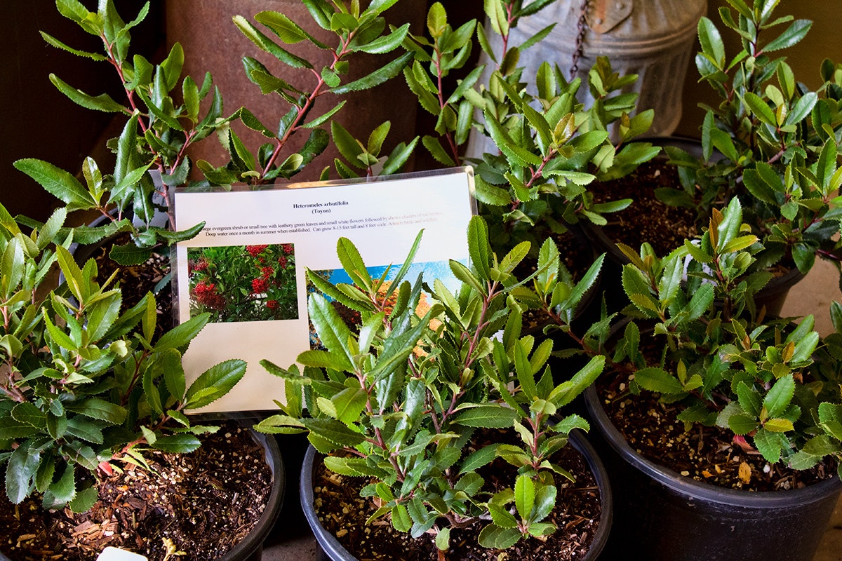 Potted plants with an informative sign, possibly in a garden or nursery setting.