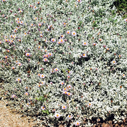 A bush with silvery foliage and small purple-centered white flowers growing in bright sunlight.