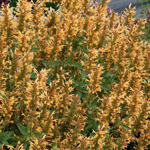 A cluster of tall plants with slender, yellow flower spikes and green leaves.