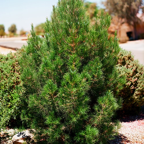 A lush green pine tree in a sunny, landscaped area with a clear sky.