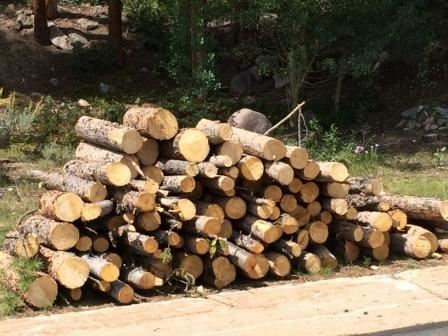 A pile of freshly cut logs by the roadside, with trees and grass in the background.
