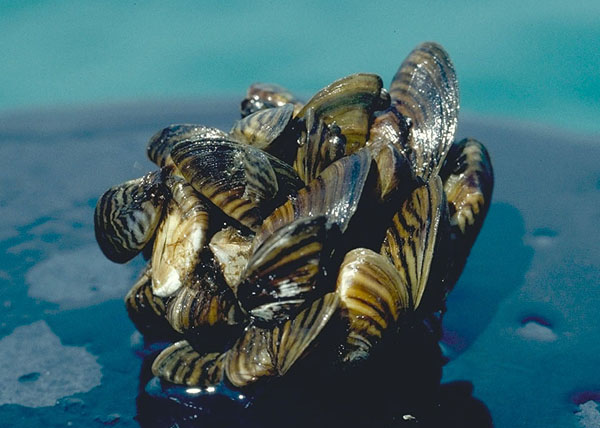 A cluster of zebra mussels attached to a surface.