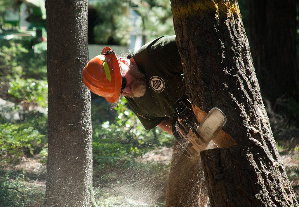 A person in safety gear cutting a tree with a chainsaw, with sawdust flying around.