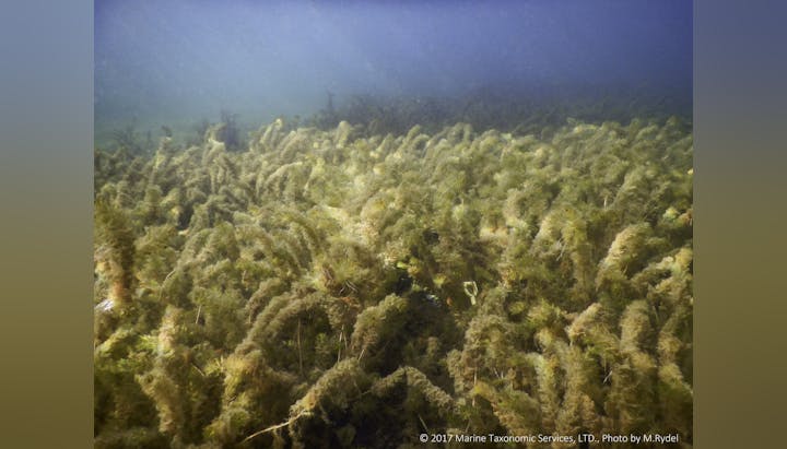 Underwater scene with dense aquatic plants.