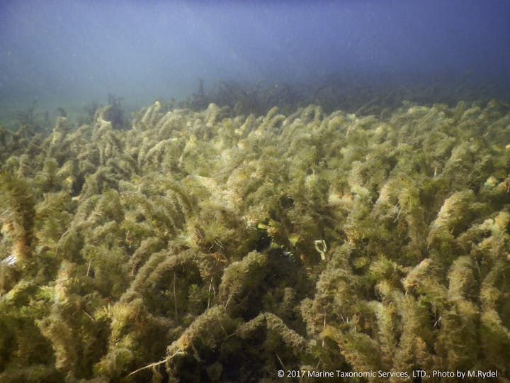 Underwater scene with dense aquatic plants.