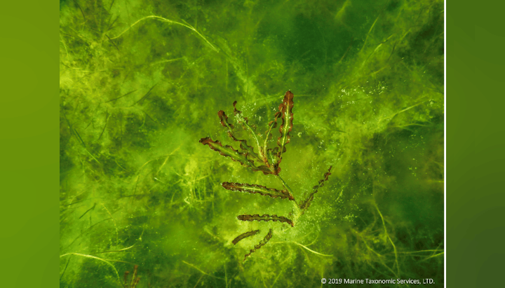 Underwater image of algae and sea vegetation.