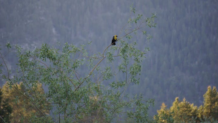 A bird perched on a thin branch with a blurry forest backdrop.
