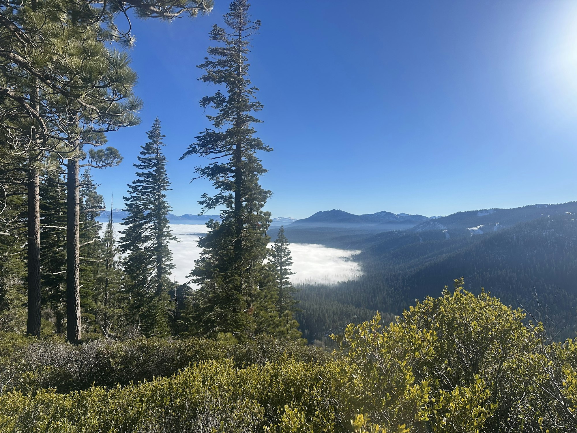 A scenic view of tall trees against a clear blue sky, with misty clouds rolling through the valley and mountains in the distance.