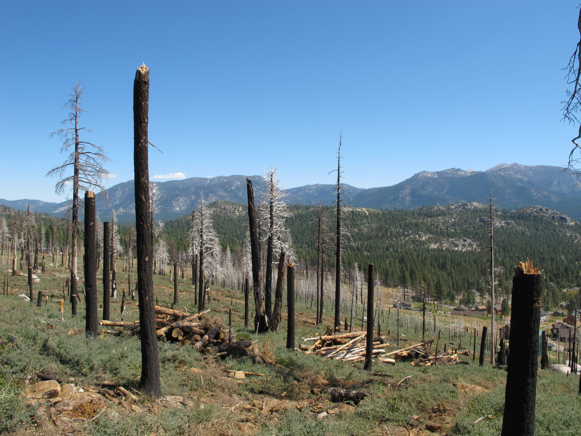 Burnt forest remnants with regrowth, mountainous backdrop, and clear skies.