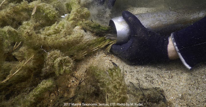 A gloved hand investigating aquatic plants underwater, with a glimpse of a diver's wetsuit sleeve.