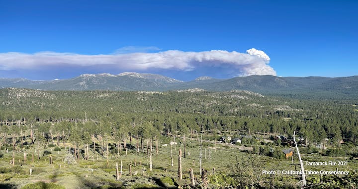 An expansive forest with a large plume of smoke from a wildfire in the distance under a blue sky.