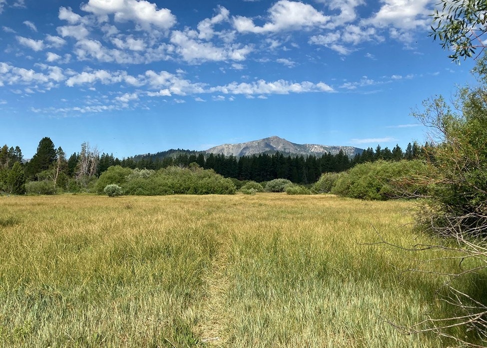 A grassy field with trees in the background and a mountain under a partly cloudy sky.