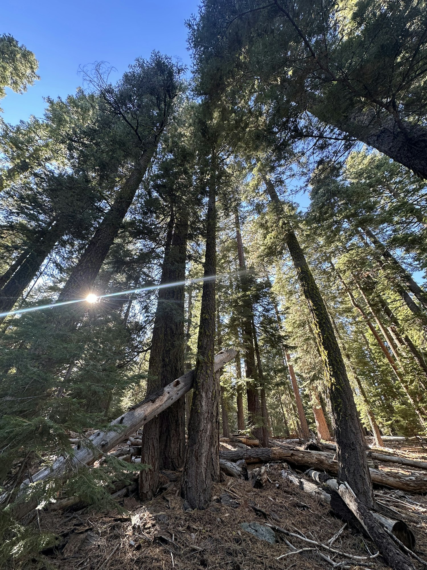 A forest scene with tall trees reaching towards a clear blue sky, sunlight filtering through the branches.