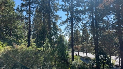 A forest scene with tall trees and a glimpse of a road in the background. Bright blue sky visible through the foliage.