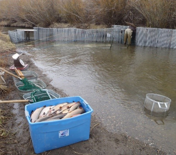 A person in waders stands in water inside a makeshift enclosure, next to a container full of fish and several fishing nets.
