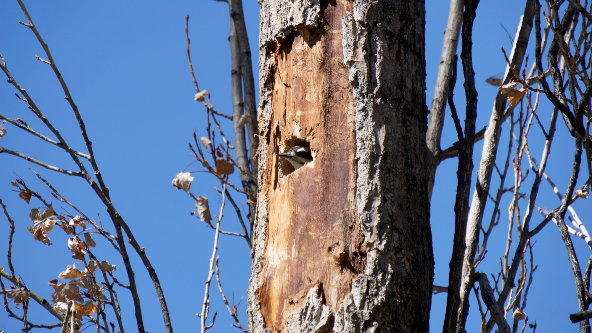 A tree with a hollow and a bird peeking out against a clear blue sky.