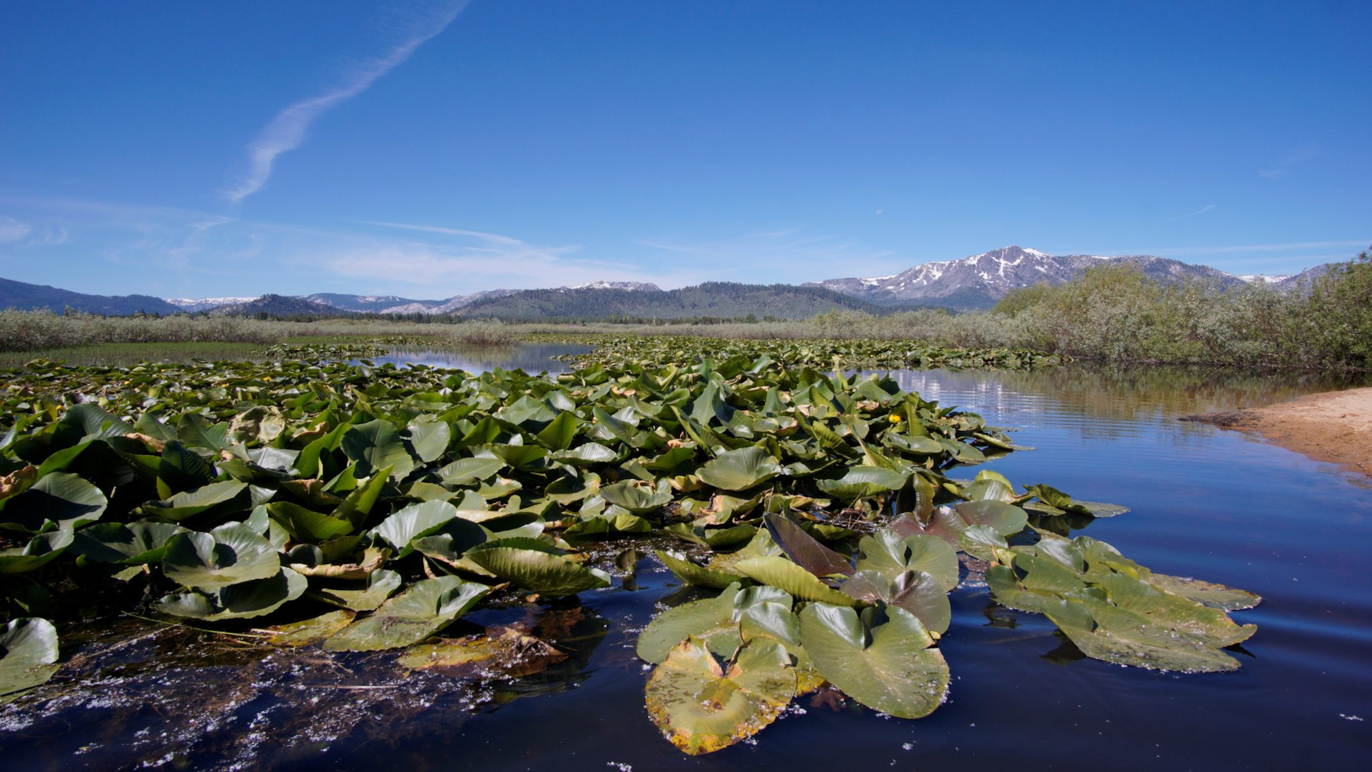 A lily pad-covered lake with mountains in the background under a clear blue sky.