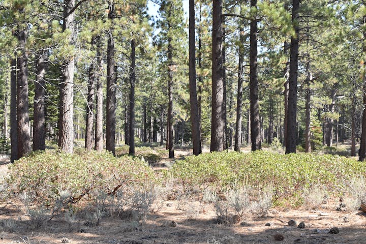 Forest with tall pine trees, shrubs, and scattered pinecones on the ground.