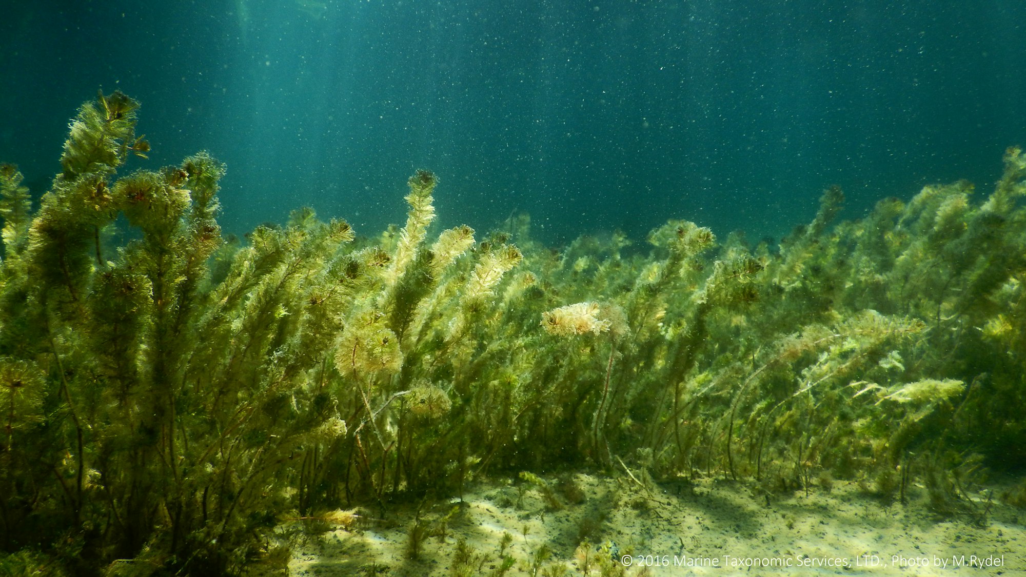Underwater scene with green aquatic plants in sunlight.