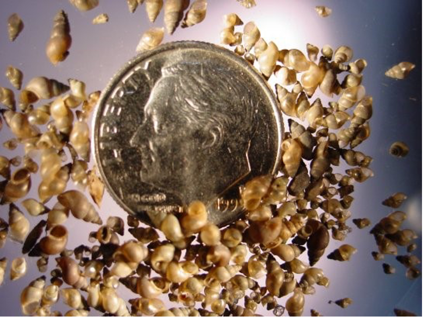 A coin surrounded by tiny shells.