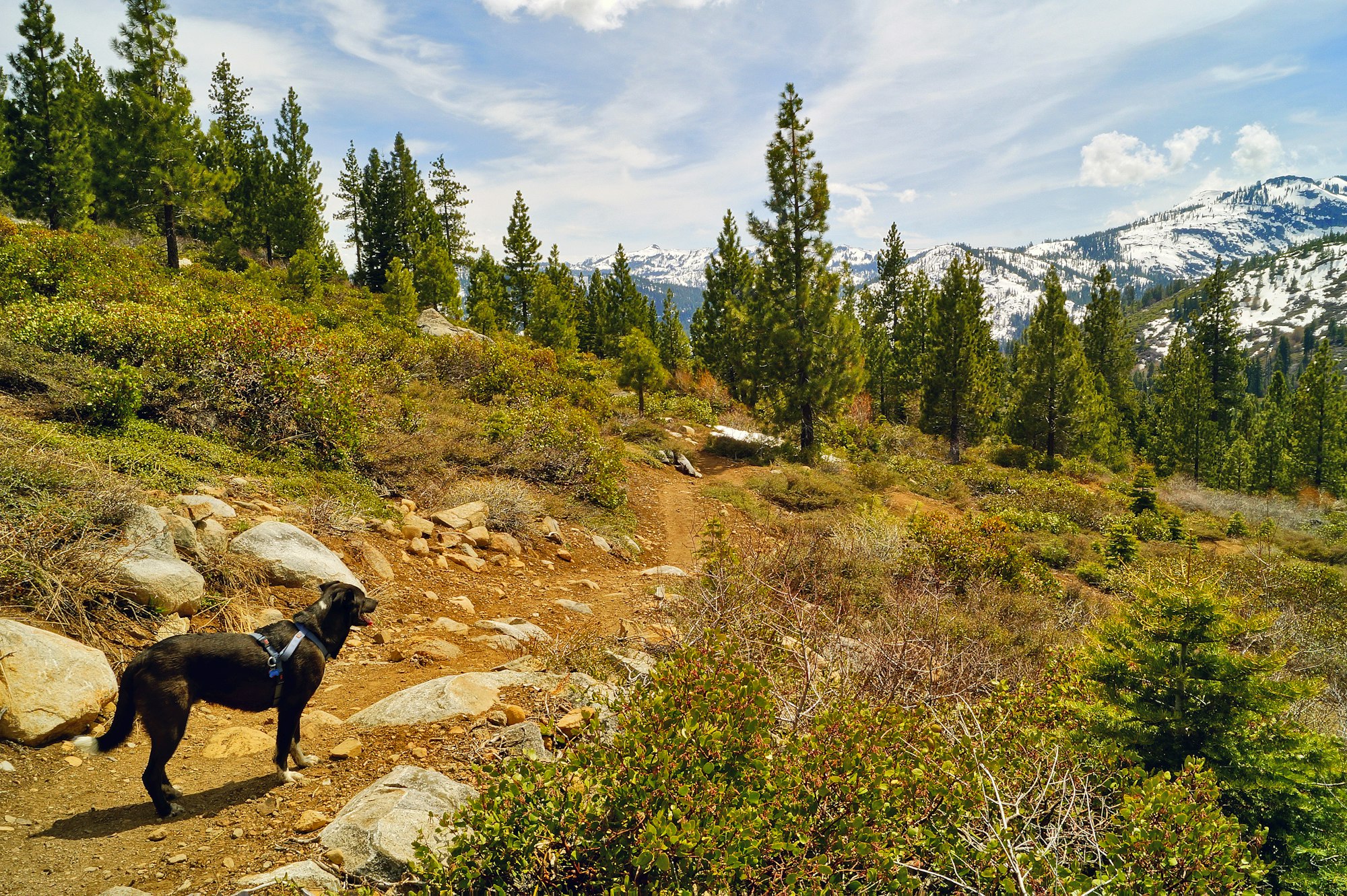 A dog on a mountain trail with trees and snow-capped peaks in the background.