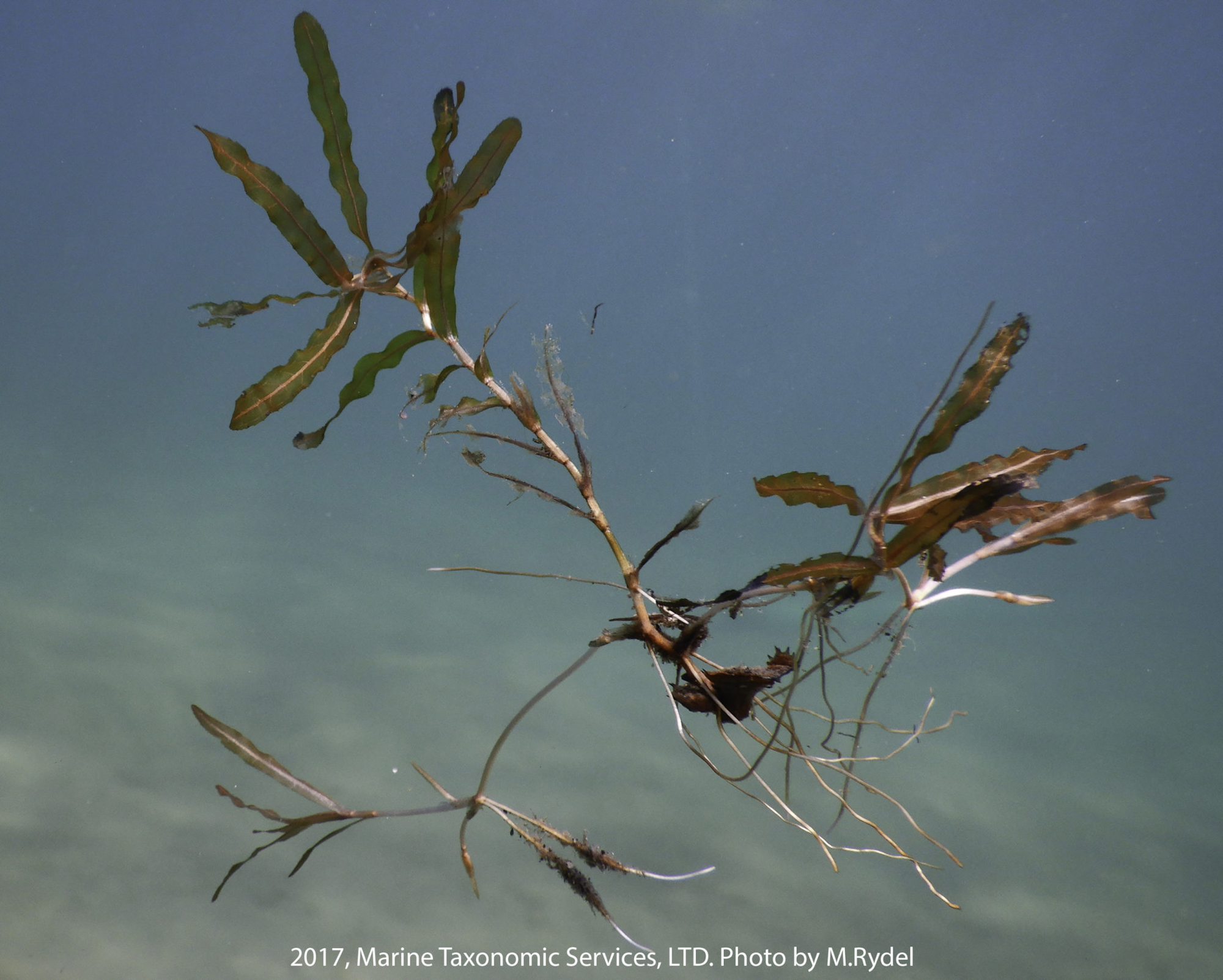 A branch with leaves floating on water, shot from above, creating a slight reflection.