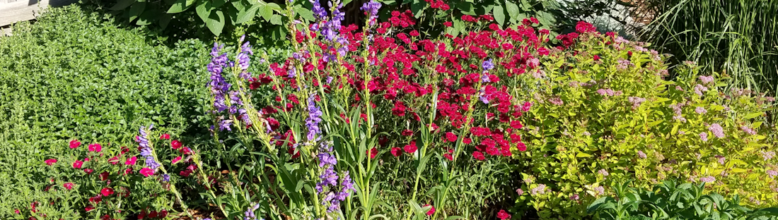 May contain: vegetation, plant, herbal, herbs, geranium, flower, garden, outdoors, nature, and purple