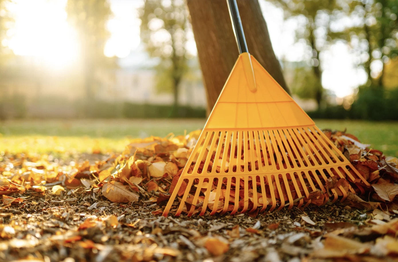 A bright yellow rake rests against a tree near a pile of autumn leaves, with sunlight filtering through the trees.