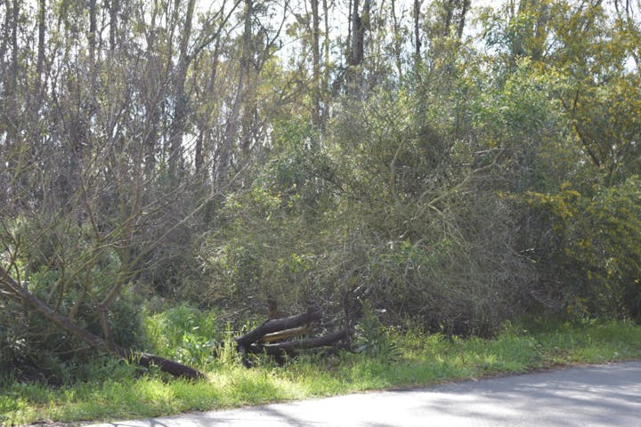 May contain: bush, plant, vegetation, and road