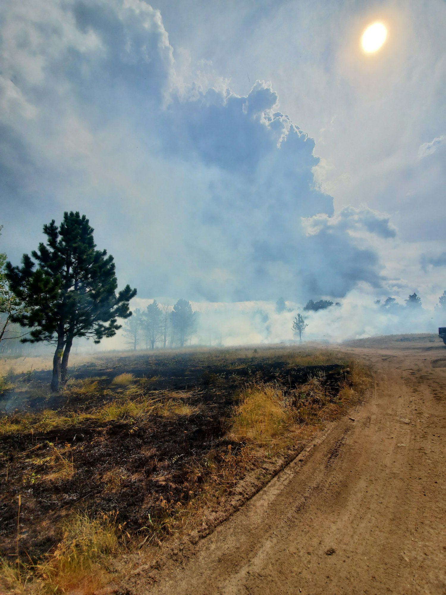 May contain: gravel, road, tree, plant, scenery, nature, outdoors, sky, ground, weather, soil, and fir