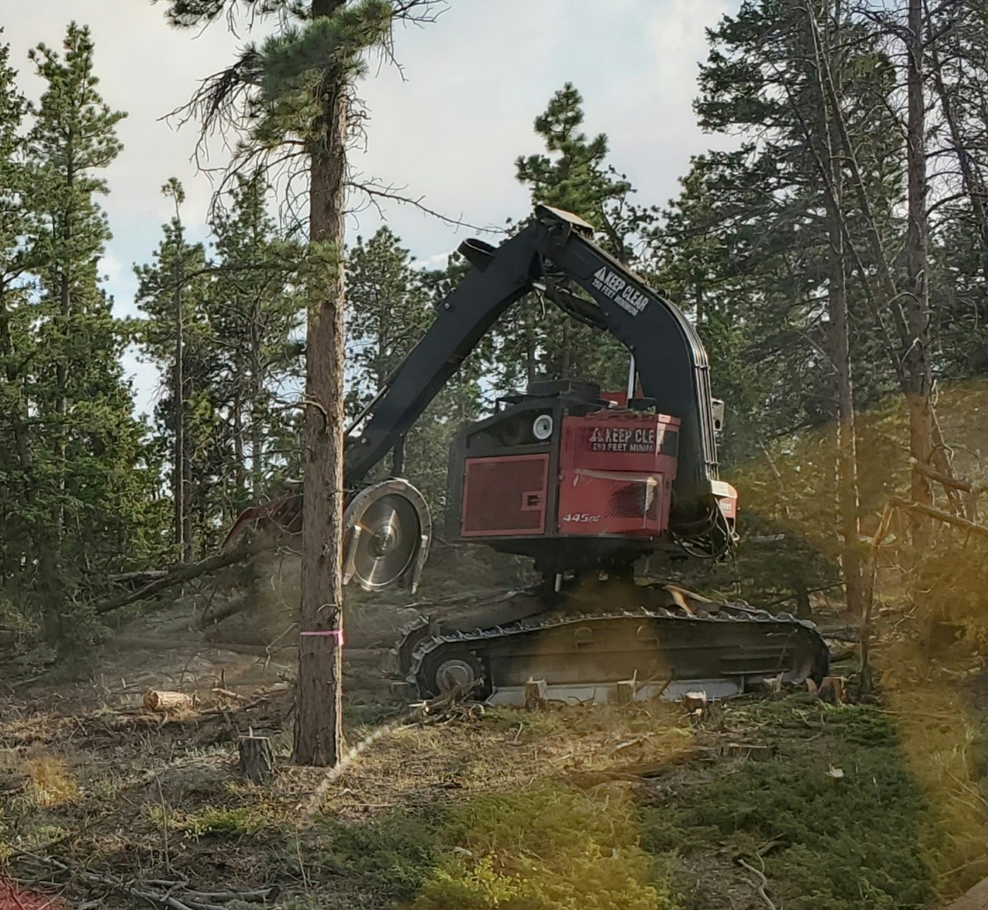 Fellebuncher cutting trees during  the Cameron Peak Fire