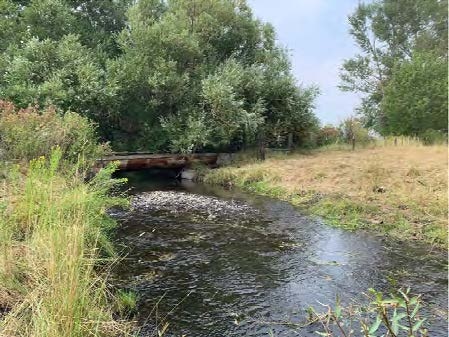 A stream flowing with a wooden bridge and surrounding greenery.