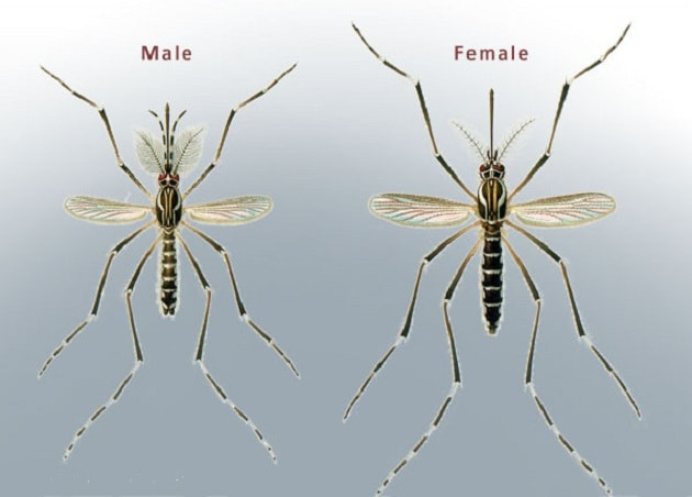 May contain: mosquito, insect, invertebrate, and animal