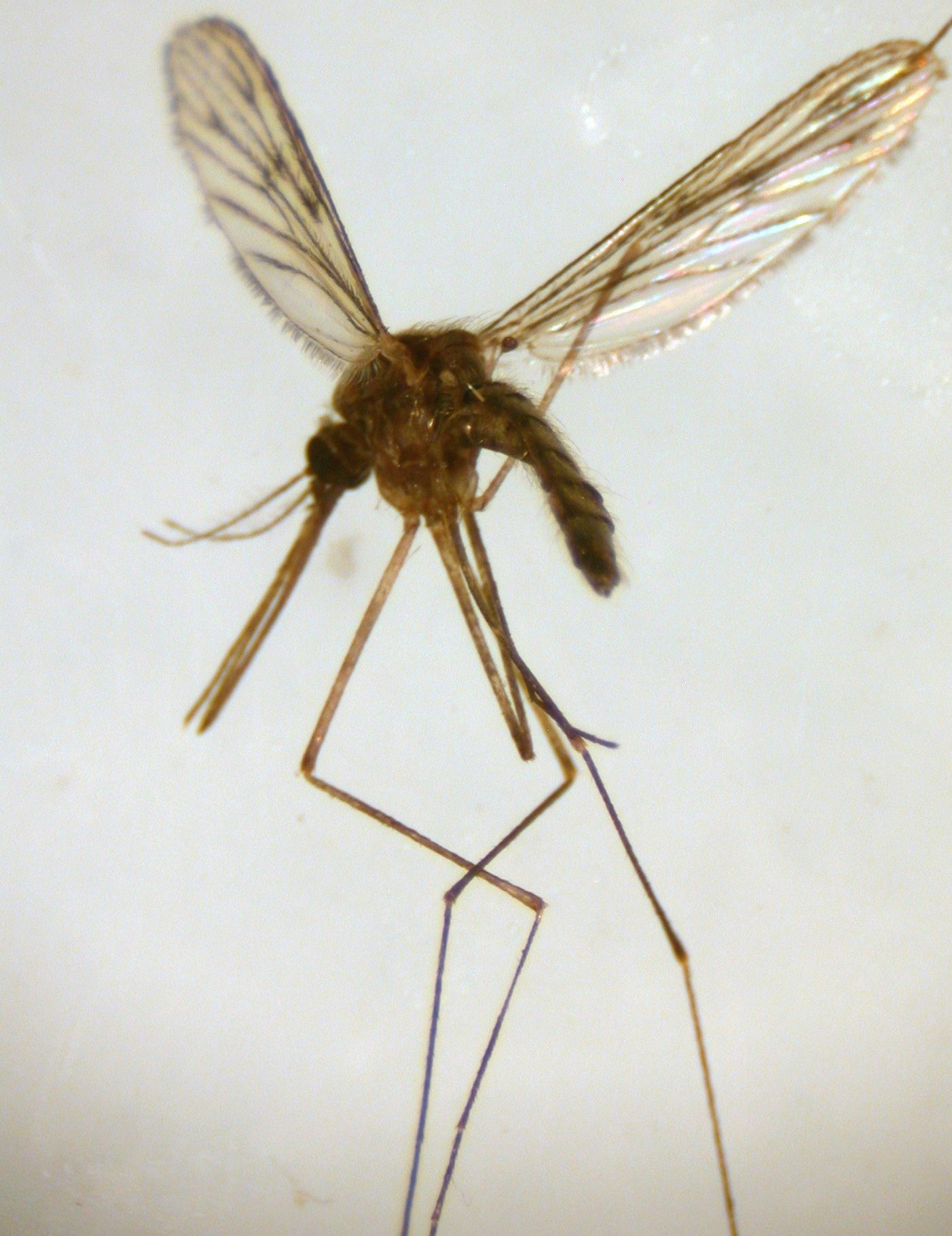 Adult mosquito