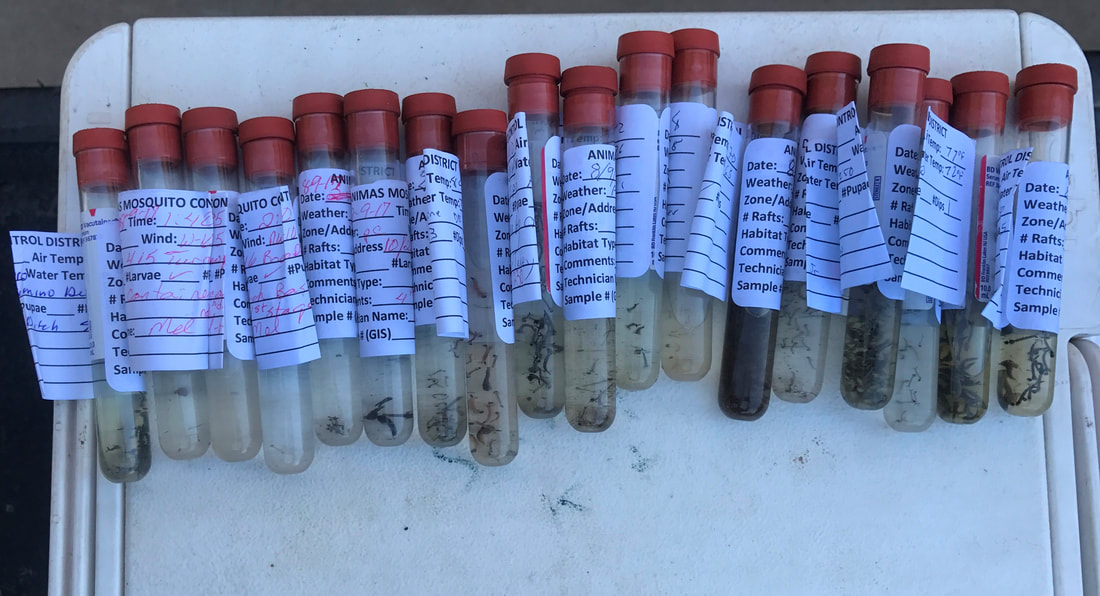 Vials of mosquito larvae collected in one day